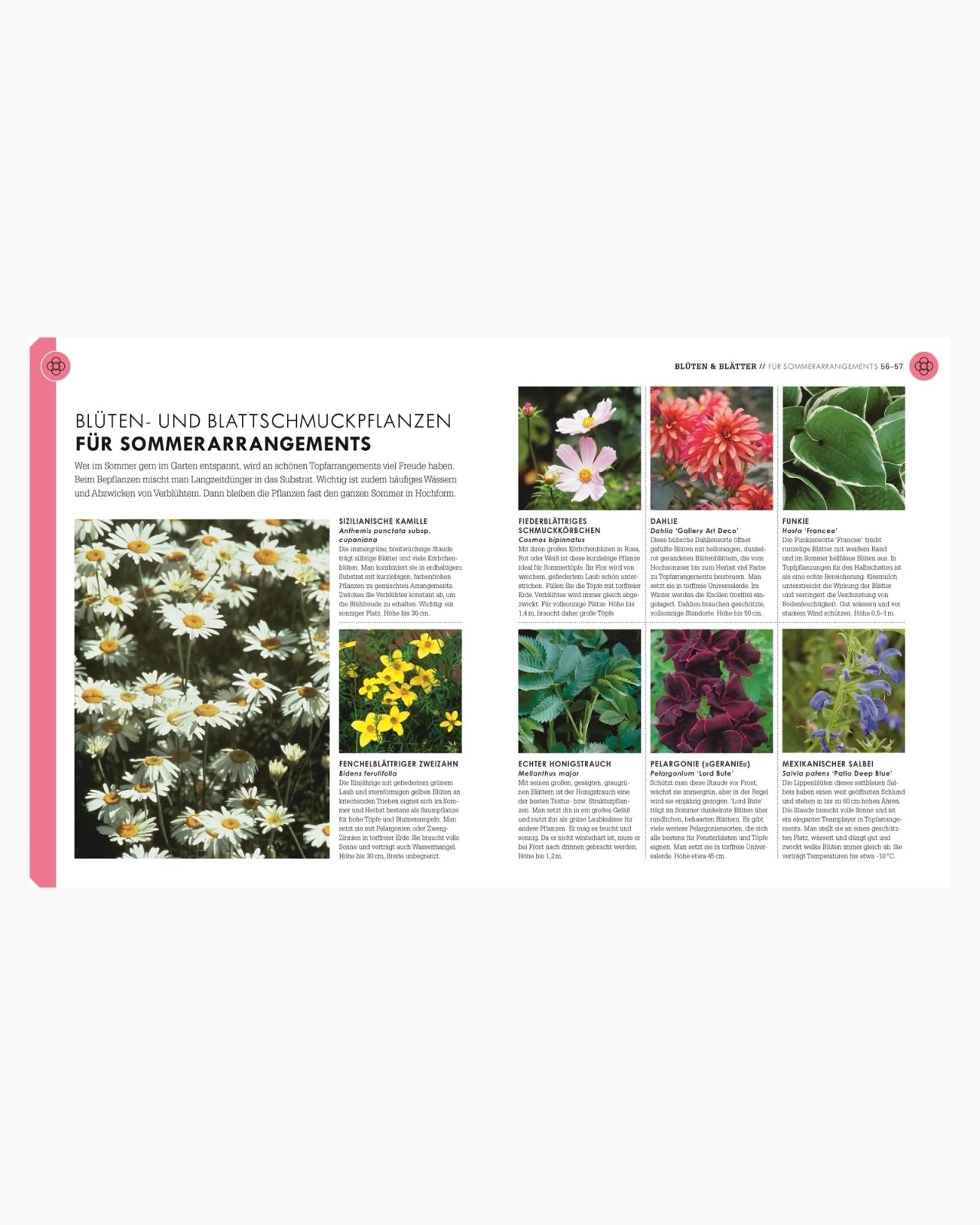 DK Verlag - SO GEHT GARTEN Ratgeber - Buch - ROSA ECK