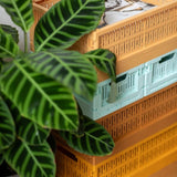Made Crate - Klappbox Midi Fudge - ROSA ECK - , ,