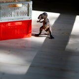 Made Crate - Klappbox Midi So Bright So Red - ROSA ECK - Rot, ,