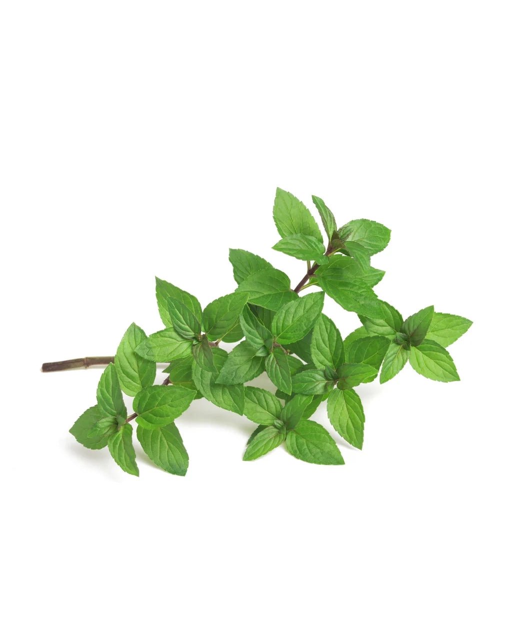 Piccolo Seeds - PEPPERMINT Saatgut für Pfefferminze - Saatgut - ROSA ECK Concept Store
