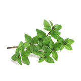 Piccolo Seeds - PEPPERMINT Saatgut für Pfefferminze - Saatgut - ROSA ECK Concept Store