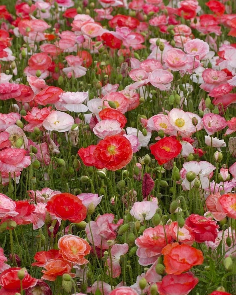 Piccolo Seeds - POPPY Falling in love Saatgut - Mix für Blumen - Saatgut - ROSA ECK Concept Store