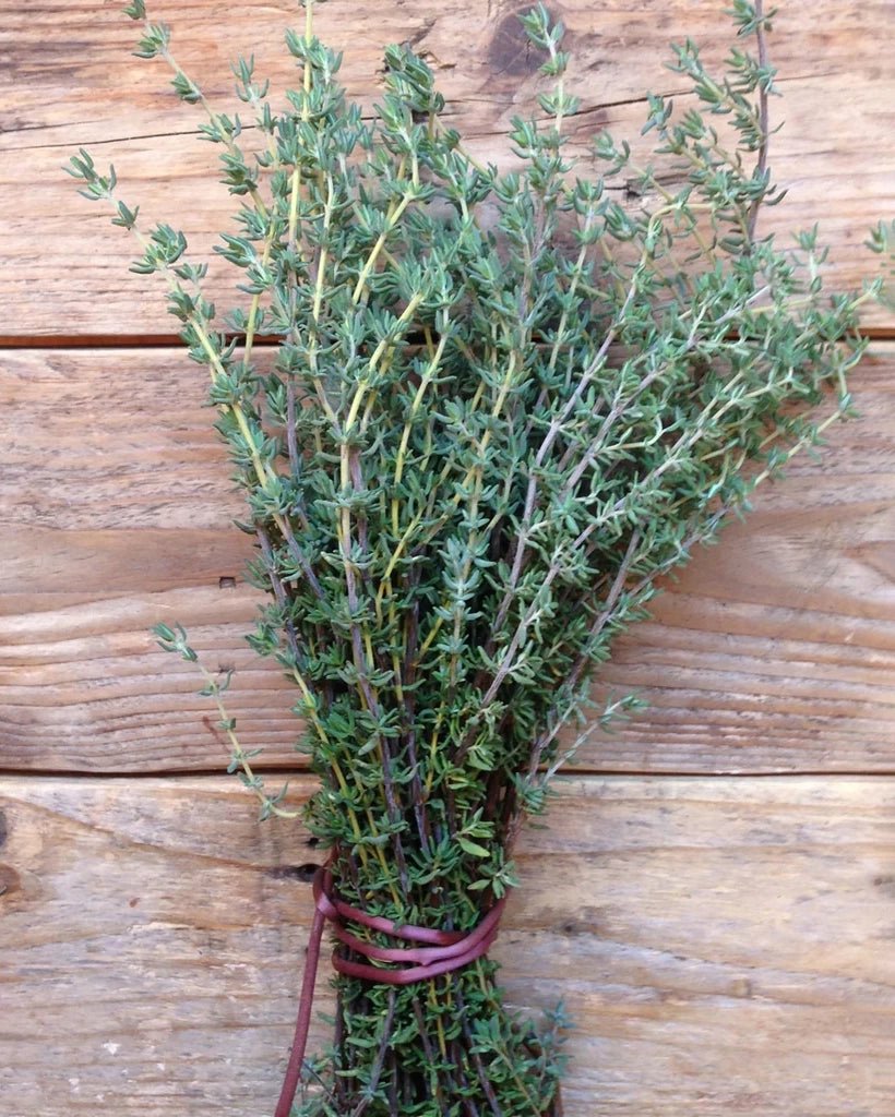 Piccolo Seeds - THYME De Provence Saatgut für Thymian - Saatgut - ROSA ECK Concept Store