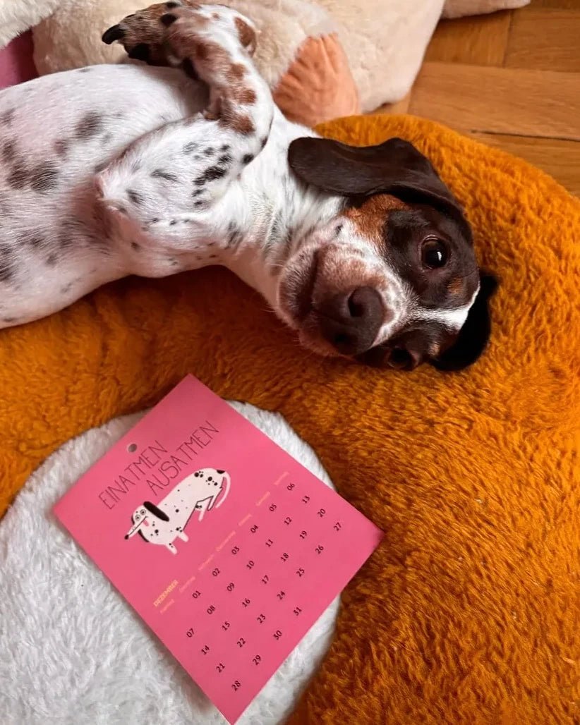 Slinga Illustration - Der Liebe Kleine Hunde Kalender (2026) - Kalender - ROSA ECK Concept Store
