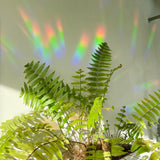 Botanopia - Suncatcher Fenster - Sticker • You are loved - ROSA ECK