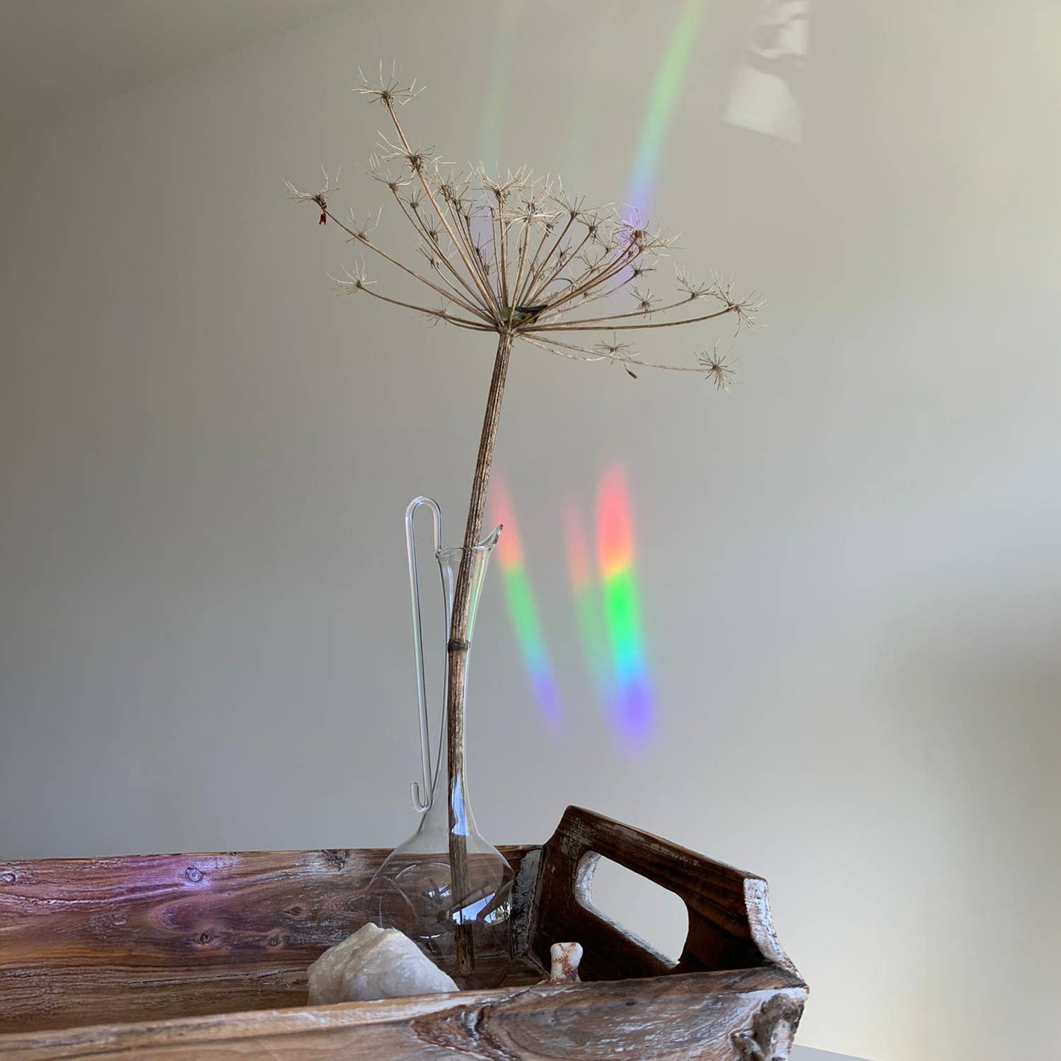 Botanopia - Suncatcher Fenster-Sticker • You shine so bright - ROSA ECK