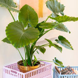 Made Crate - Klappbox Maxi Fudge - ROSA ECK - , ,