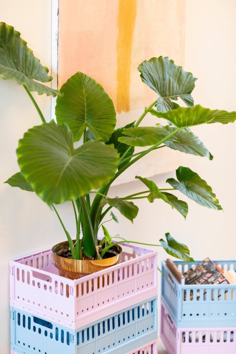 Made Crate - Klappbox Maxi Green Bean Green - ROSA ECK - Grün, ,