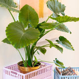 Made Crate - Klappbox Midi Blue Grey - Klappbox - ROSA ECK