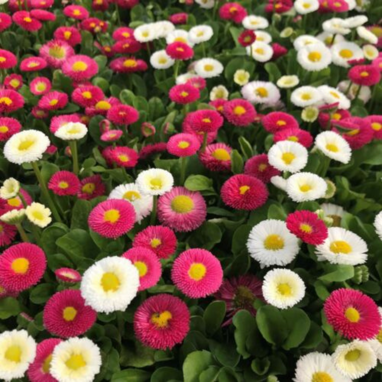 Piccolo Seeds - Blumensamen • English Daisy Pomponette Mix - ROSA ECK