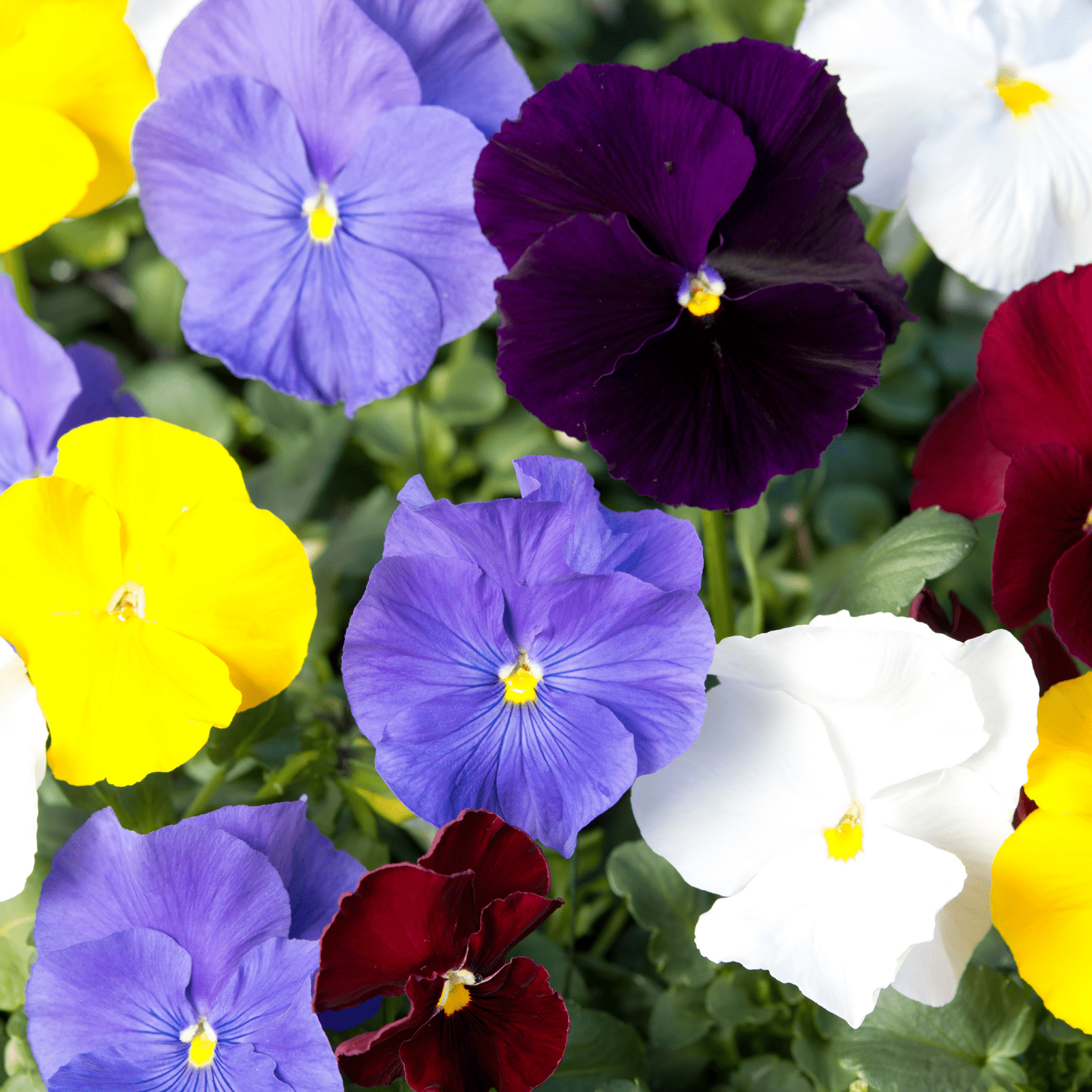 Piccolo Seeds - Blumensamen • Pansy Clear Crystals Mix - ROSA ECK