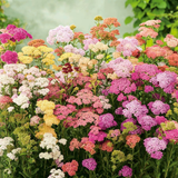 Piccolo Seeds - Blumensamen • Yarrow Colorado Mix - ROSA ECK