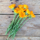 Piccolo Seeds - CALENDULA Erfurter Orangefarbige Saatgut - Saatgut - ROSA ECK Concept Store