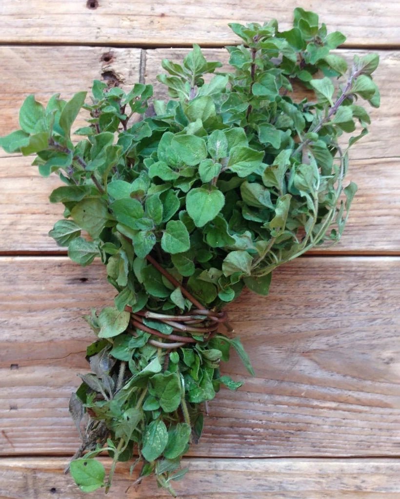 Piccolo Seeds - OREGANO Greek Saatgut für Oregano - Saatgut - ROSA ECK Concept Store