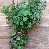 Piccolo Seeds - OREGANO Greek Saatgut für Oregano - Saatgut - ROSA ECK Concept Store