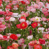 Piccolo Seeds - POPPY Falling in love Saatgut - Mix für Blumen - Saatgut - ROSA ECK Concept Store