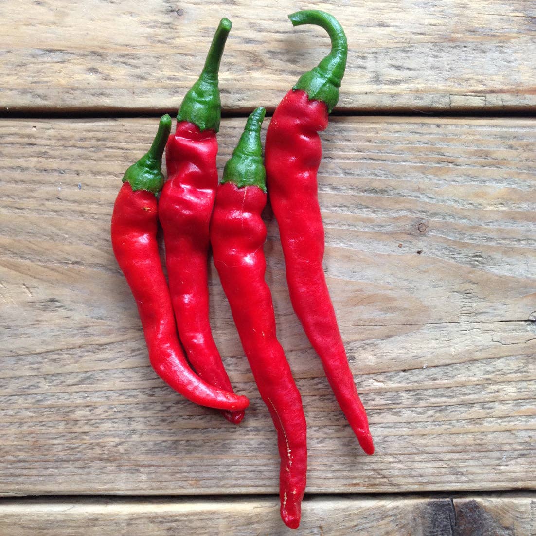 Piccolo Seeds - Saatgut für Chili • Hot Pepper Cayenne Long Slim - ROSA ECK