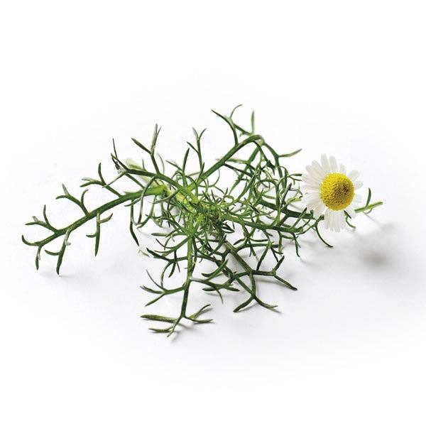 Piccolo Seeds - Saatgut für Kamille • Chamomile Roman - ROSA ECK