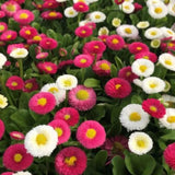 Piccolo Seeds - SWEET LOVE FLOWERS Saatgut - Set für Blumen - Saatgut - ROSA ECK Concept Store