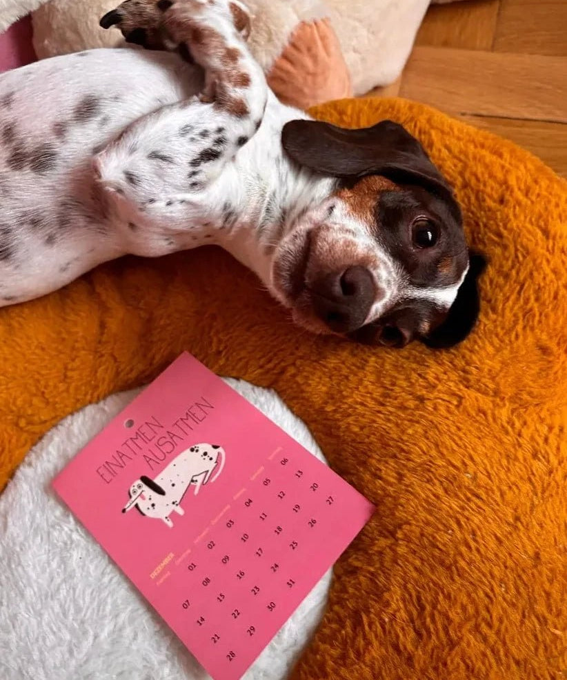 Slinga Illustration - Der Liebe Kleine Hunde Kalender (2026) - Kalender - ROSA ECK Concept Store